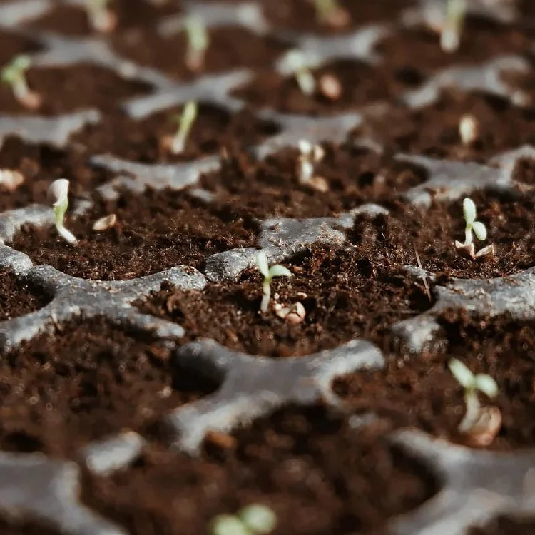 EcoBloom™ Cărămizi de cocos organice pentru plante