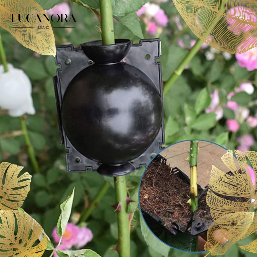 EcoRoot™ Cutie pentru creșterea rădăcinilor plantelor