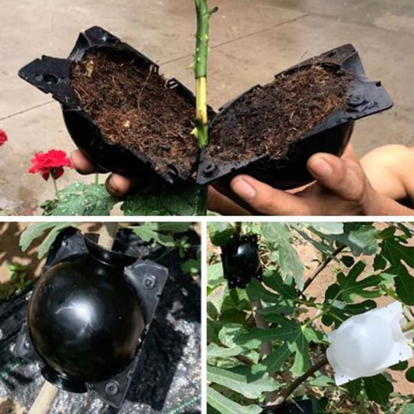 EcoRoot™ Cutie pentru creșterea rădăcinilor plantelor
