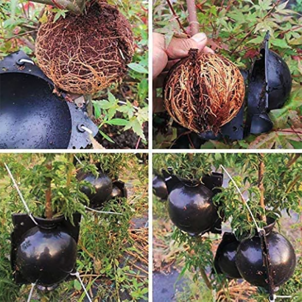 EcoRoot™ Cutie pentru creșterea rădăcinilor plantelor