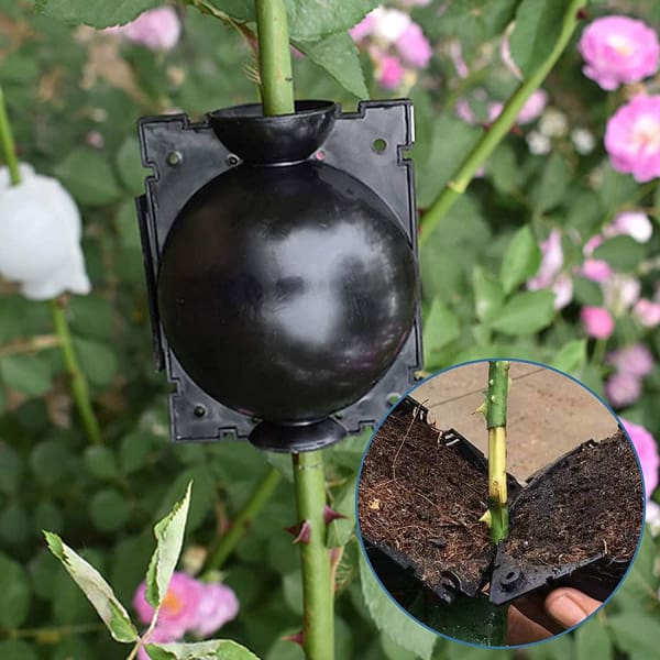 EcoRoot™ Cutie pentru creșterea rădăcinilor plantelor